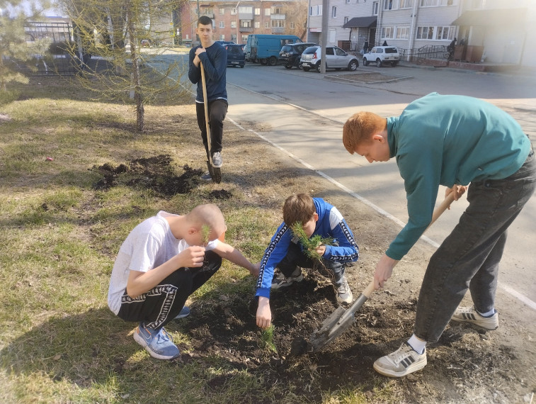Участие в акции "Кедр в добрые руки".